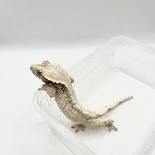 노멀 드리피 화이트스팟