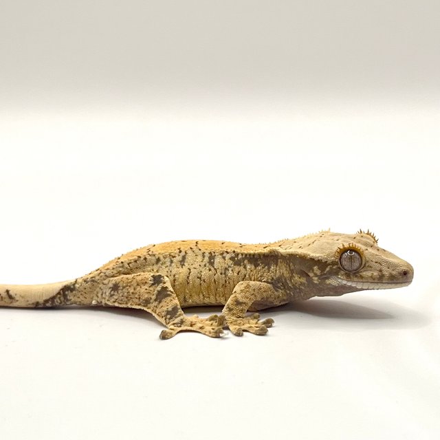 노멀 화이트스팟