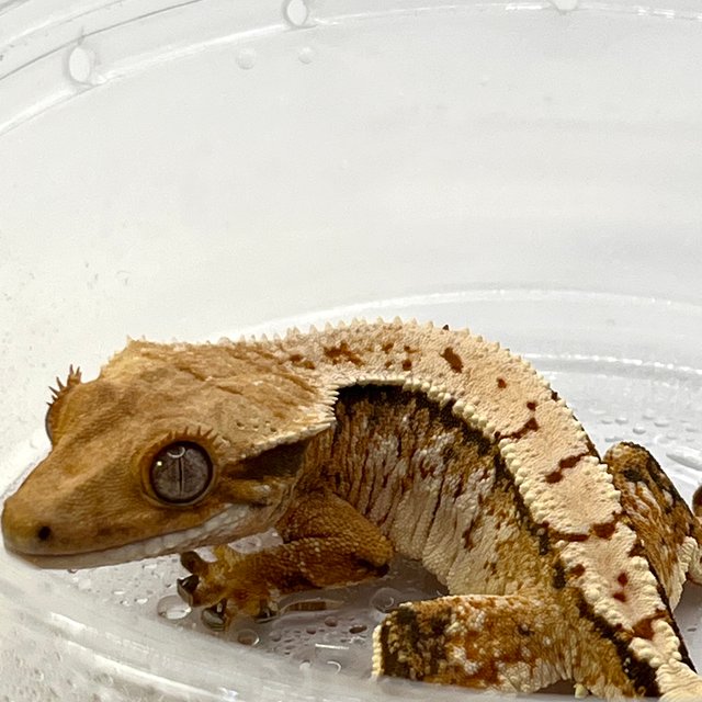 노멀 텐저린 트라이