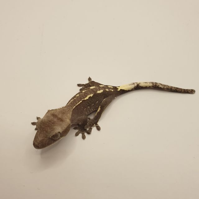 아잔틱