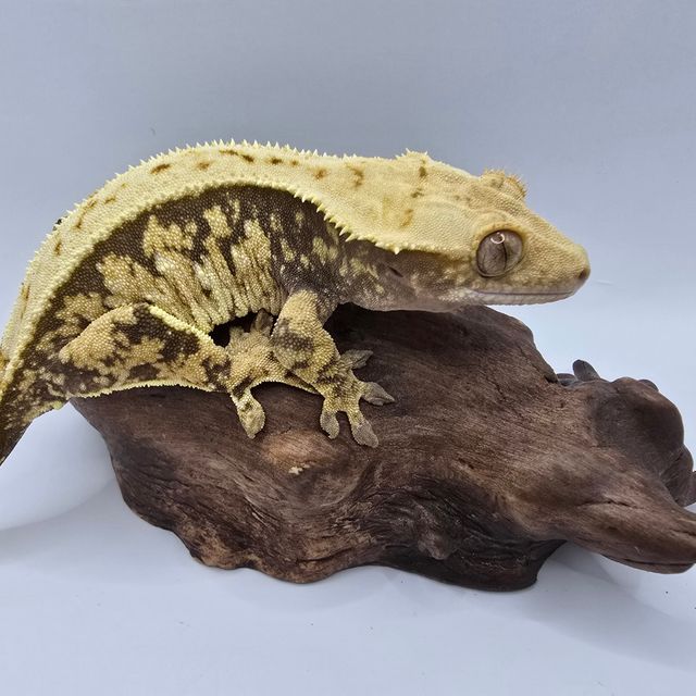 노멀 100%헷아잔틱