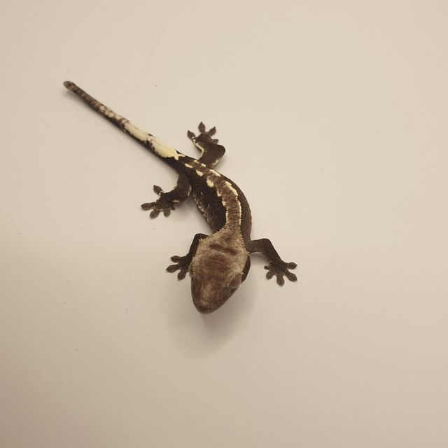 아잔틱