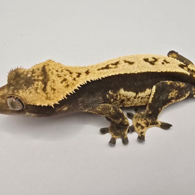 쿼드 노멀 엠티백