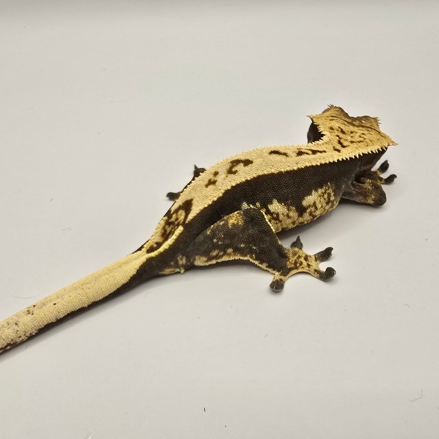 쿼드 노멀 엠티백