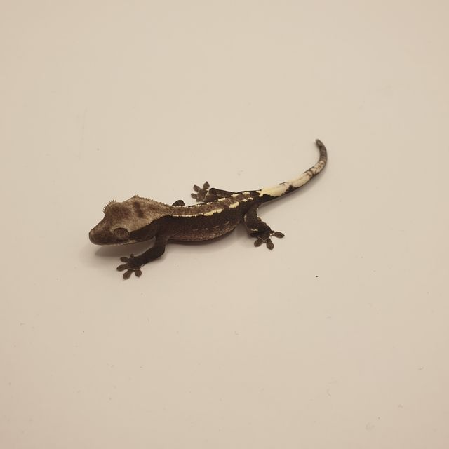 아잔틱