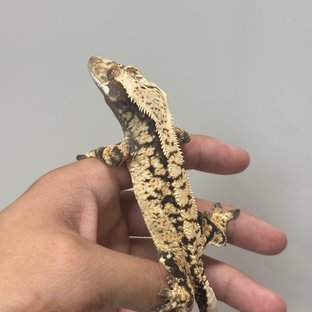 트라이 익스트림할리퀸 노멀