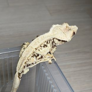 노멀 화이트 드리피