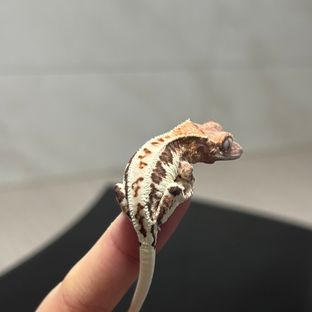 프라푸치노