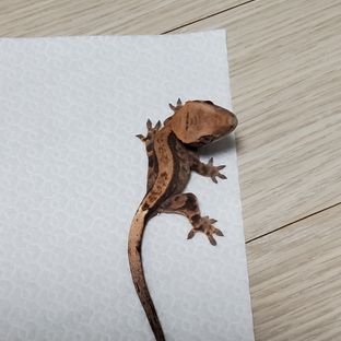 카푸치노