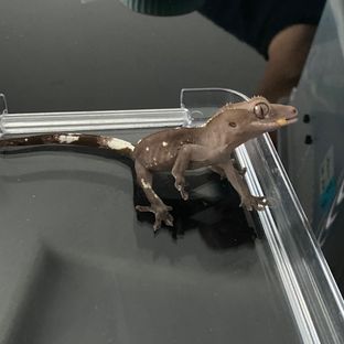 아잔틱