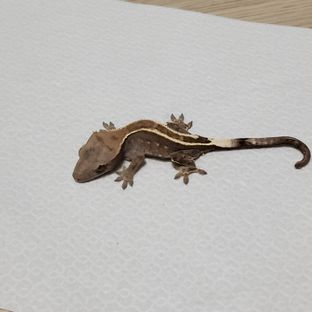 카푸치노 핀스트라이프
