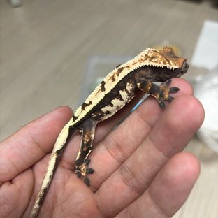 세이블