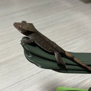 알티 챠콜