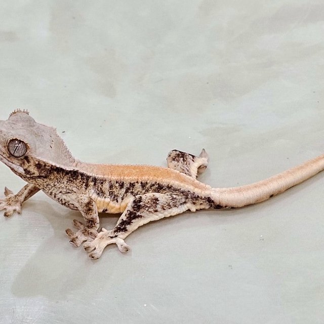 릴리화이트 솔리드백 풀핀