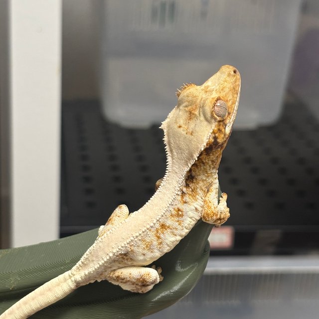 릴리화이트 솔리드백 풀핀