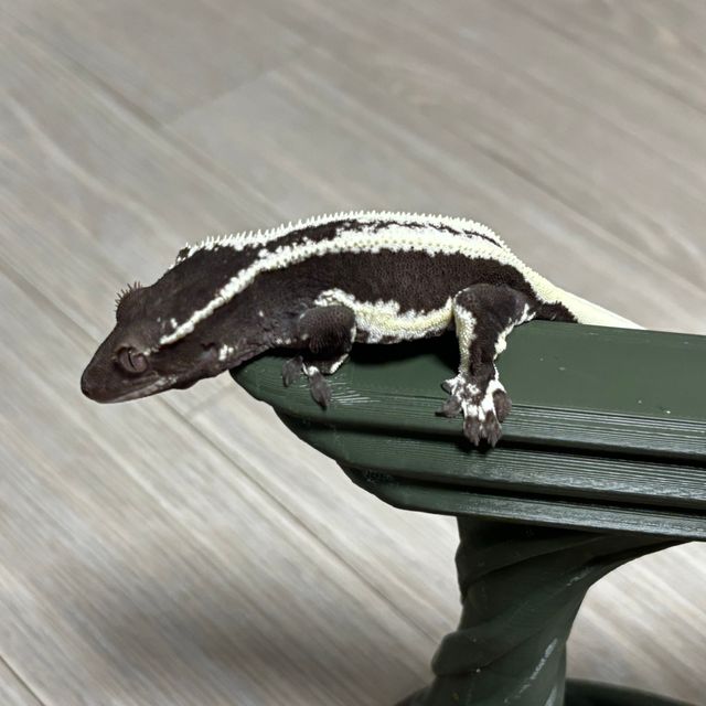 릴잔틱