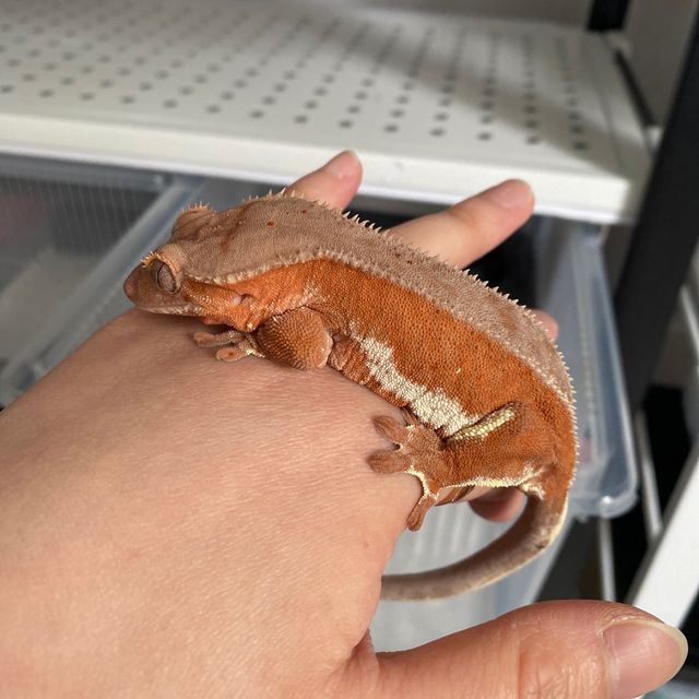 레드 팬텀 릴리화이트