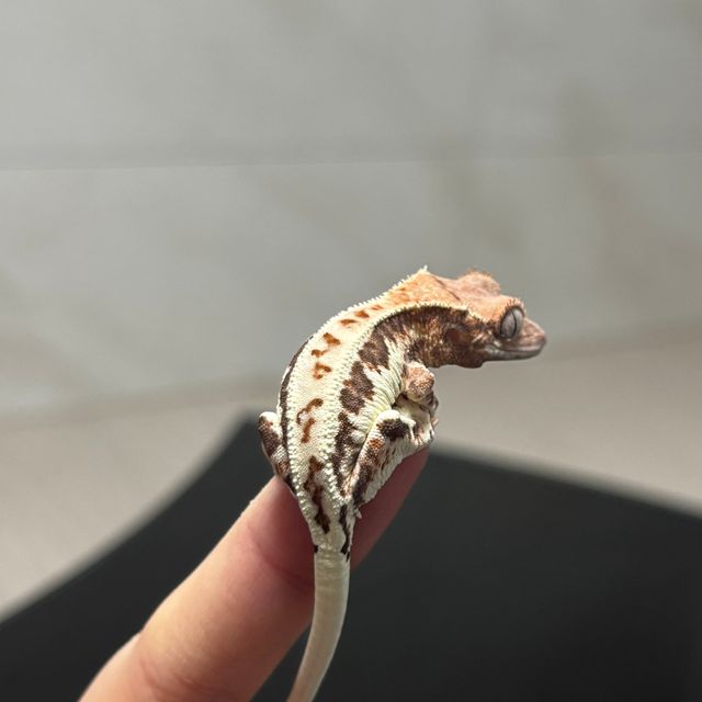 프라푸치노