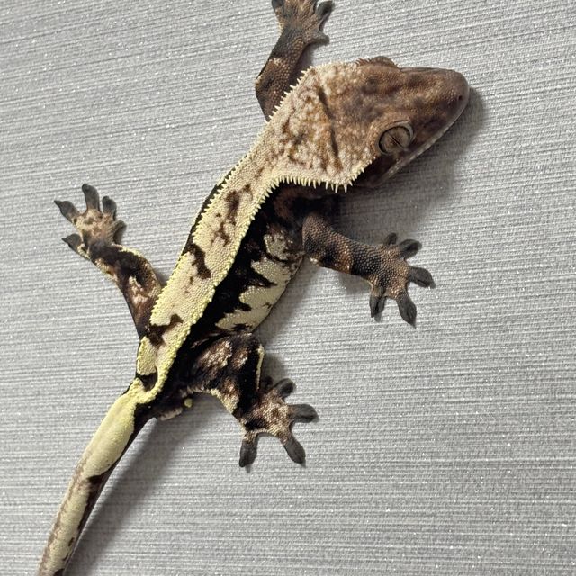 세이블