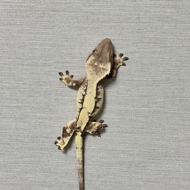세이블