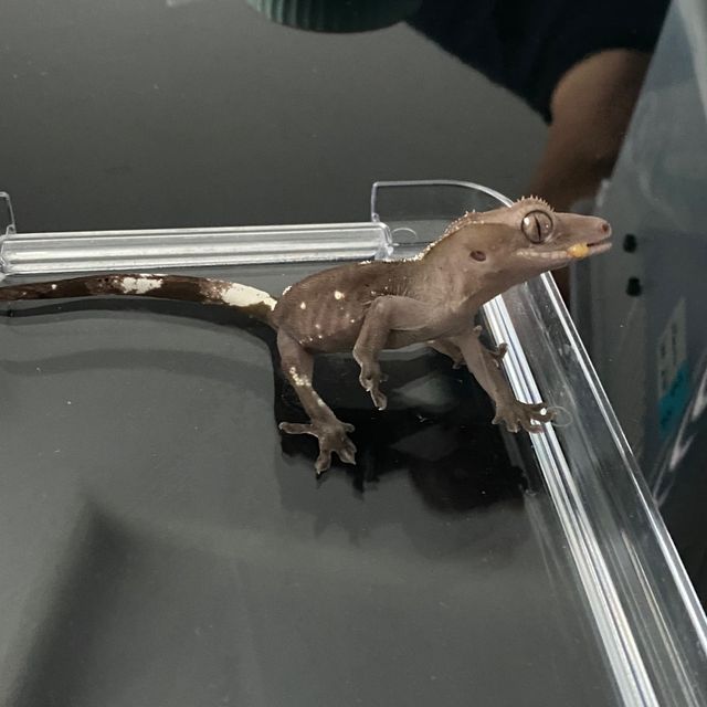 아잔틱