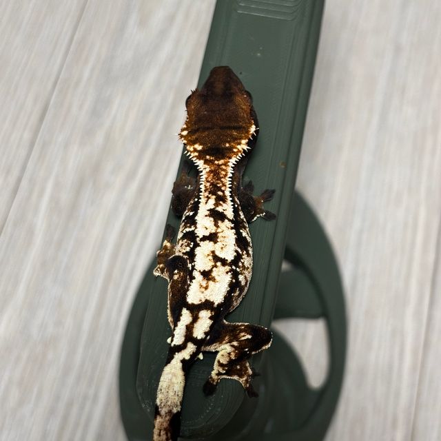 세이블 트라이