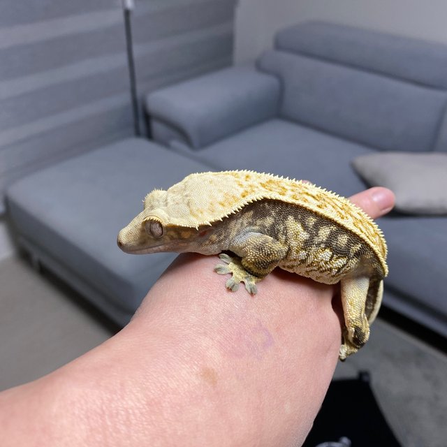 풀핀 쿼드 노멀