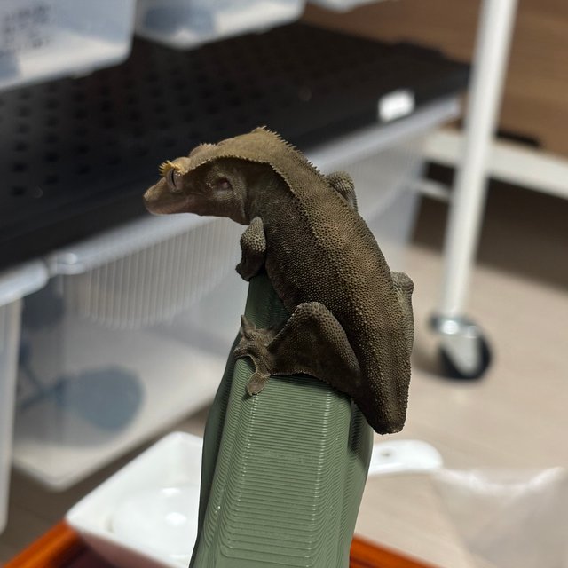 알티 챠콜