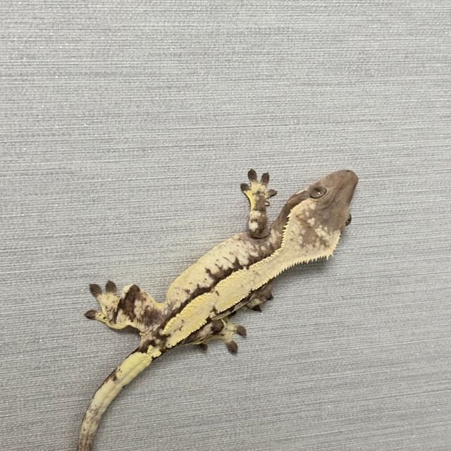 세이블