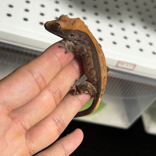 카푸치노