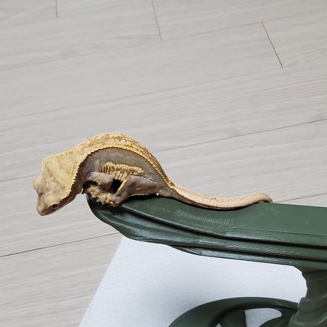 노멀 쿼드 풀핀