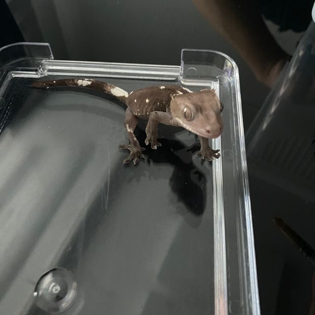 아잔틱