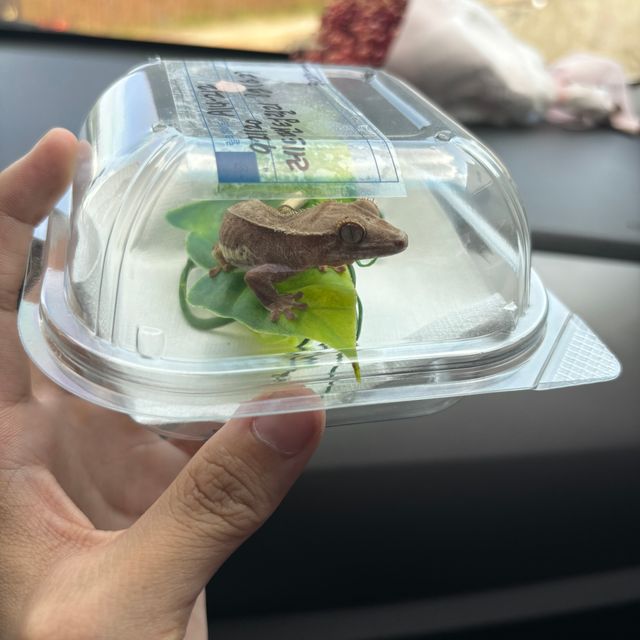 레드 팬텀 릴리화이트