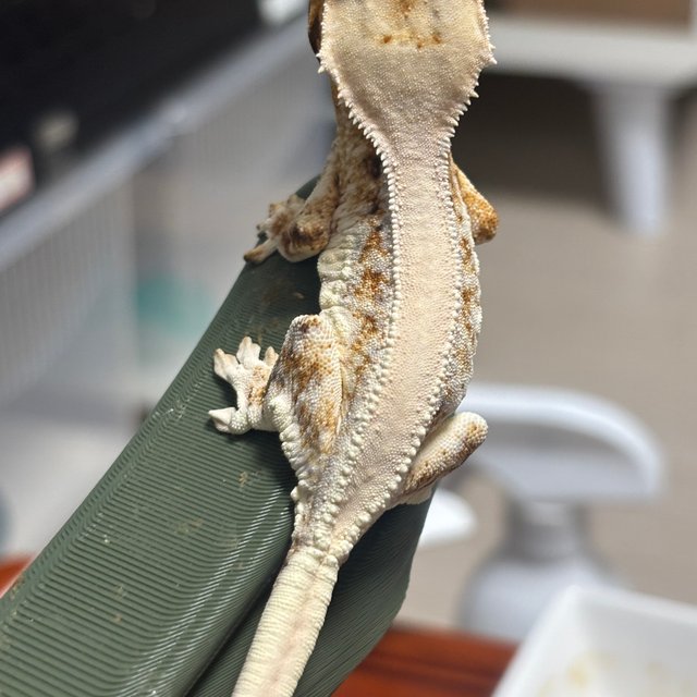 릴리화이트 솔리드백 풀핀