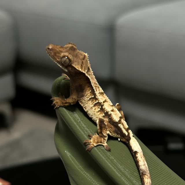 세이블 트라이