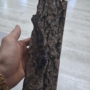 스노우 블랙나이트