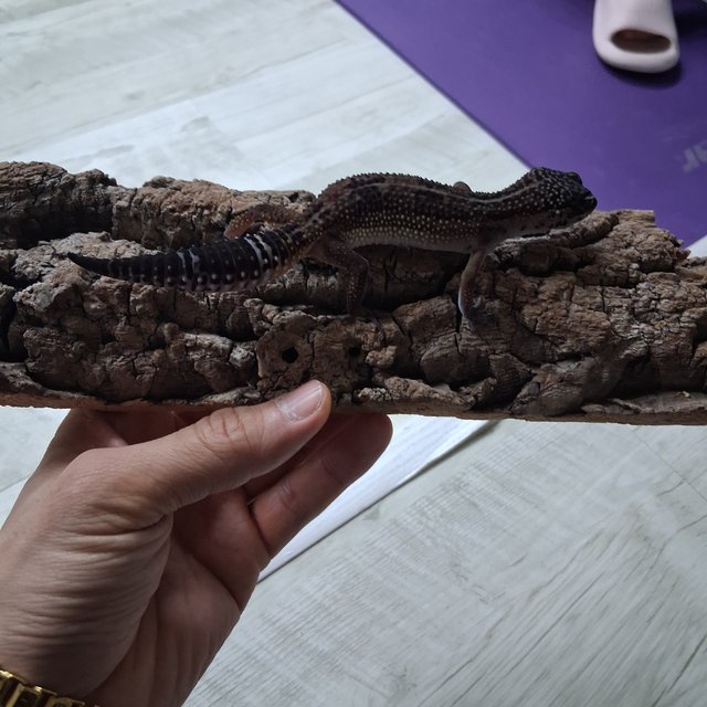 스노우 블랙나이트