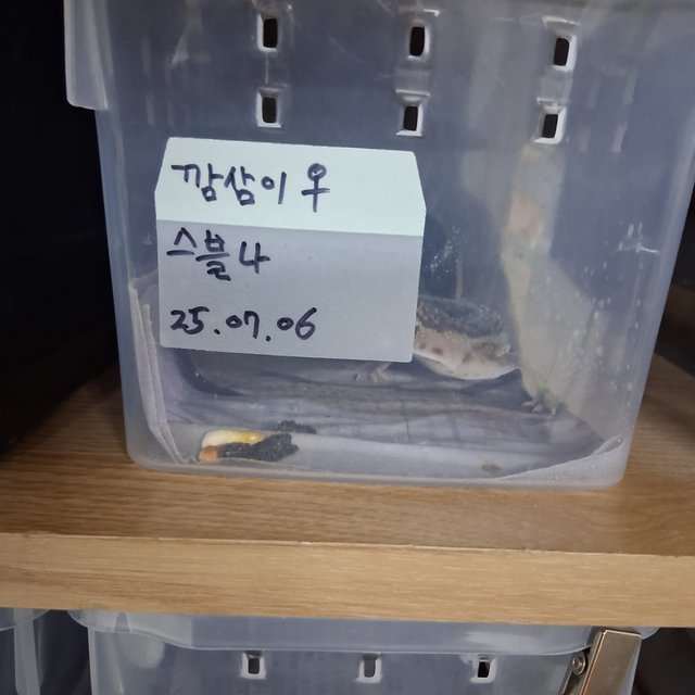 스노우 블랙나이트