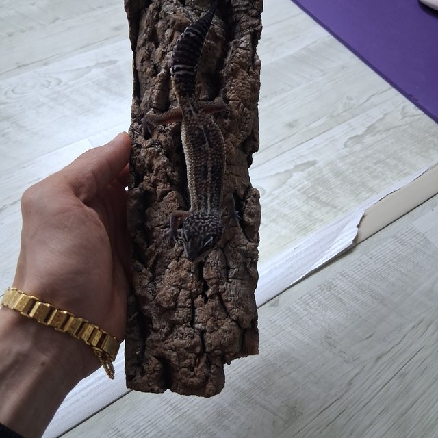 스노우 블랙나이트