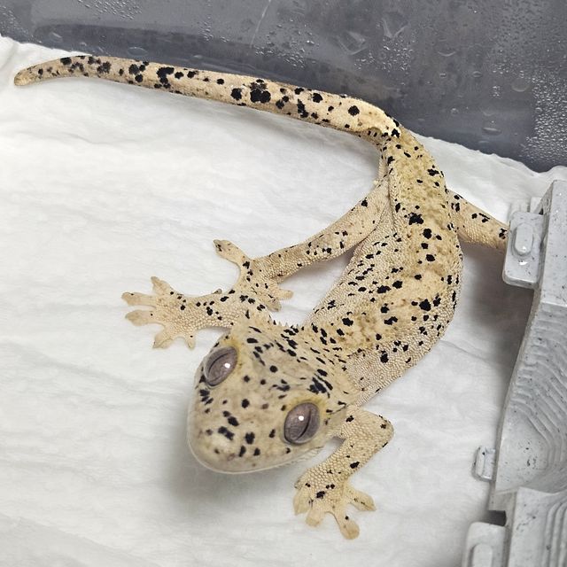 슈퍼달마시안 달마시안