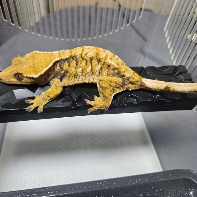 텐저린 바브 익스트림할리퀸 트라이