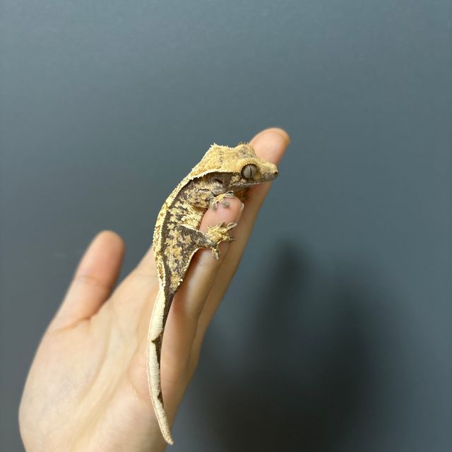 트라이 할리퀸
