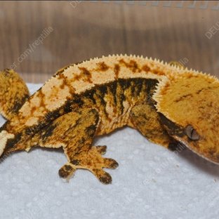 텐저린 트라이 익스트림할리퀸