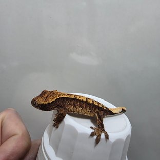 텐저린 트라이 익스트림할리퀸