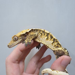 텐저린 트라이 익스트림할리퀸