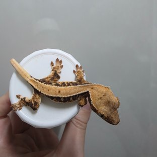 솔리드백 릴리화이트