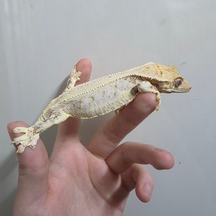 트라이 릴리화이트