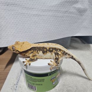 릴리화이트
