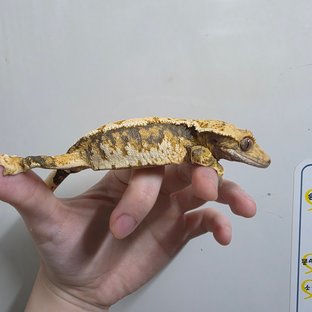 텐저린 트라이 익스트림할리퀸