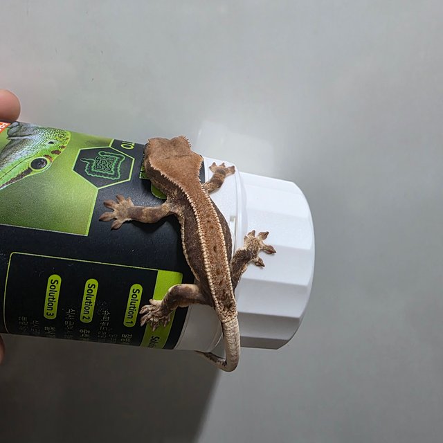 솔리드백 릴리화이트